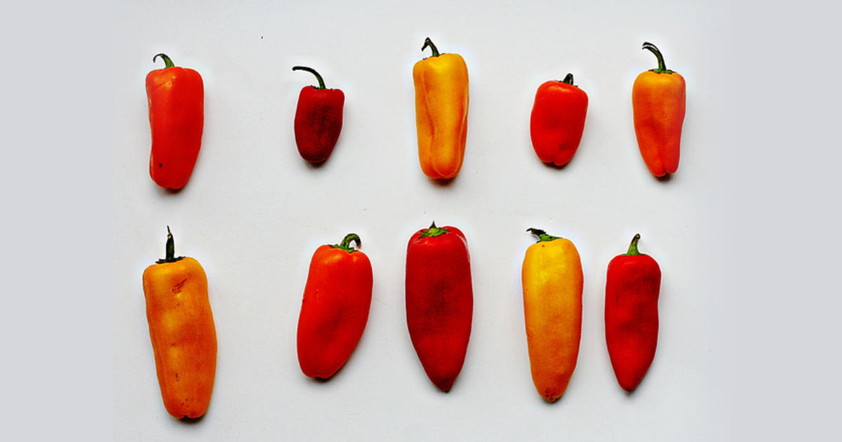 6 Reasons Not To Diversify